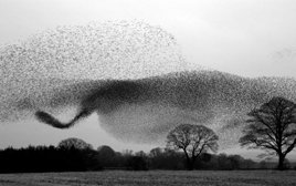 flock starlings